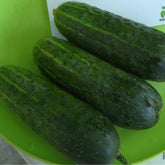 Hectarul - Semințe castraveți Florist – 10 g (Pieterpikzonen)